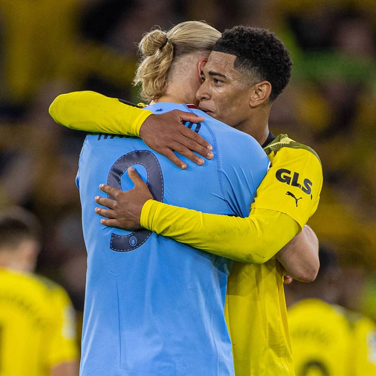 宠物友好 宠物友好